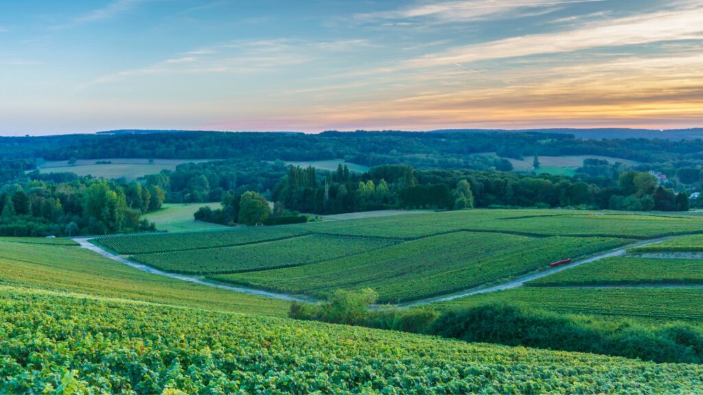 Vignobles au coucher du soleil dans la région de Reims.