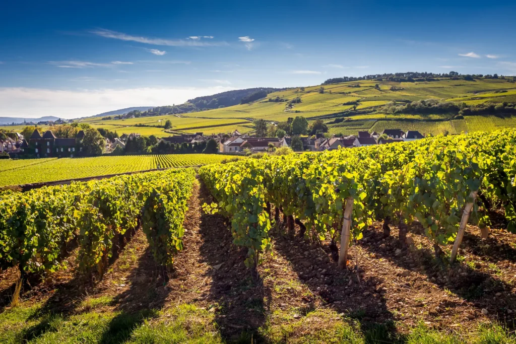 Vignobles ensoleillés en Charente avec village en arrière-plan – séminaire entreprise Charente