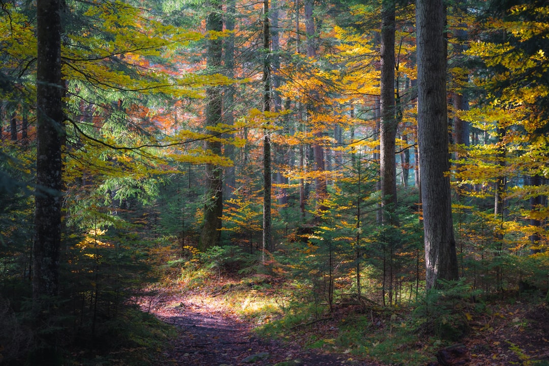 Équipe d'entreprise en immersion nature lors d'un atelier de reconnexion en forêt