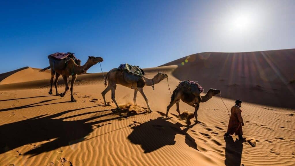 Désert d'Agafay près de Marrakech avec dromadaires, activité team building incontournable pour les groupes professionnels