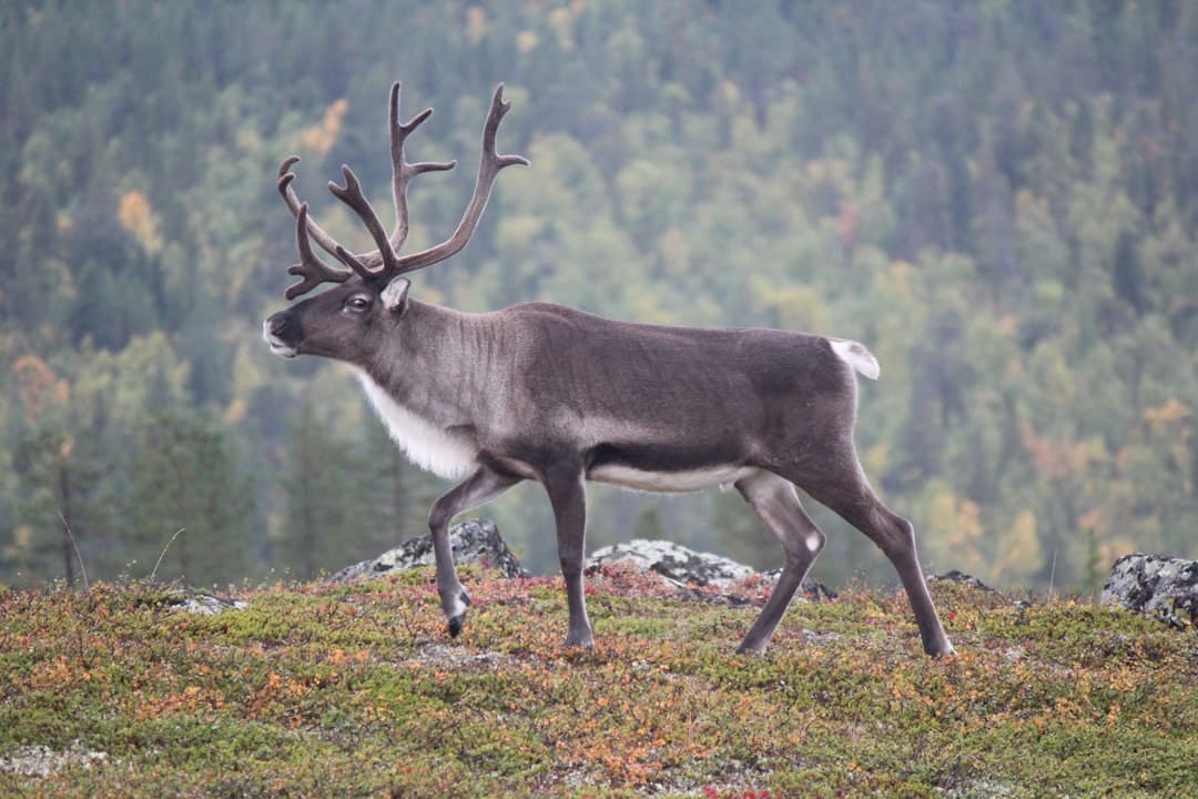 Troupeau de rennes dans la Laponie finlandaise enneigée en hiver