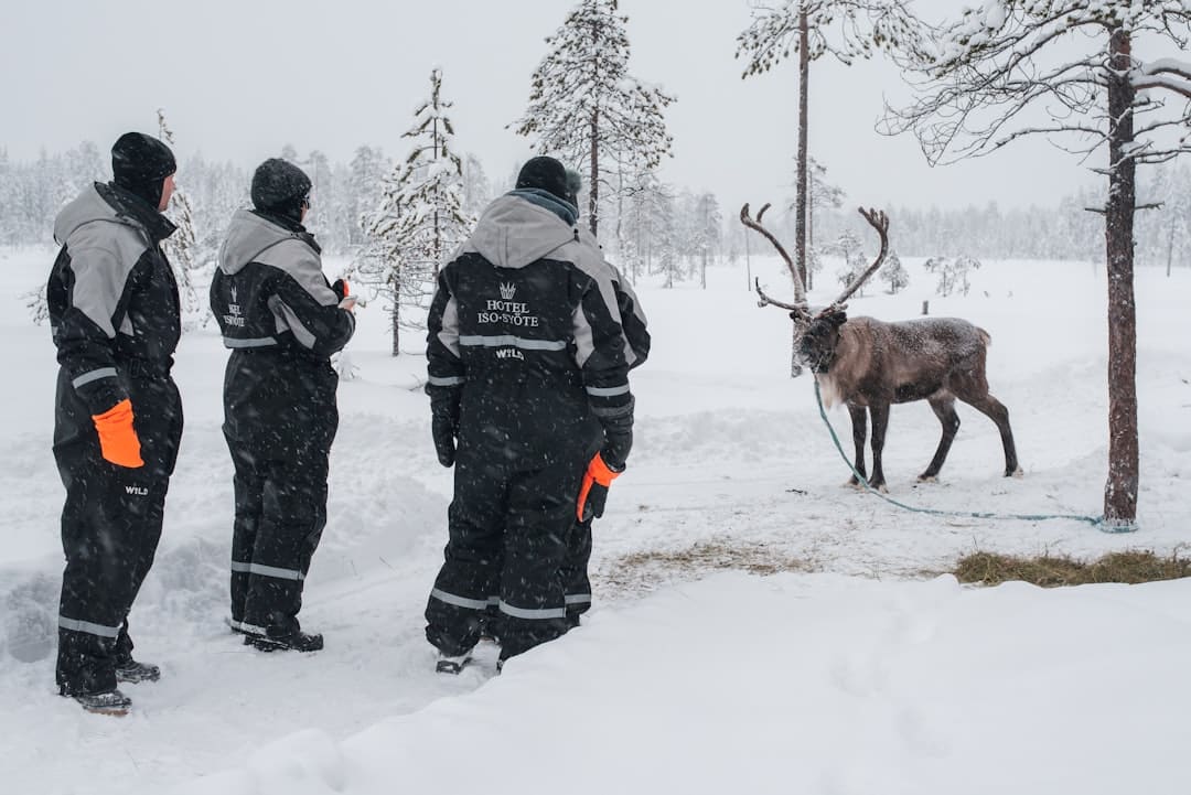 Équipe en activité team building dans la neige en Laponie arctique